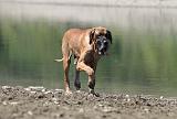 DOGUE ALLEMAND 143
